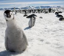 Праздник пингвинов?